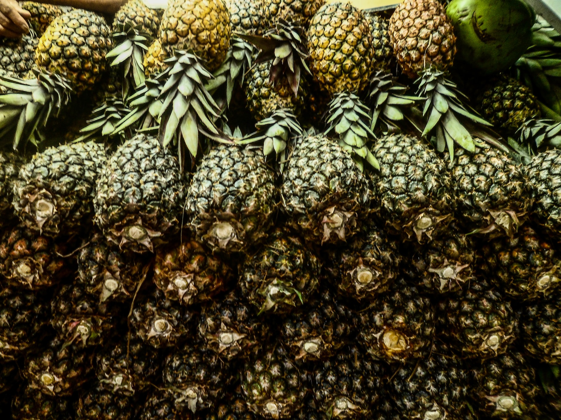 green and yellow pineapple fruits