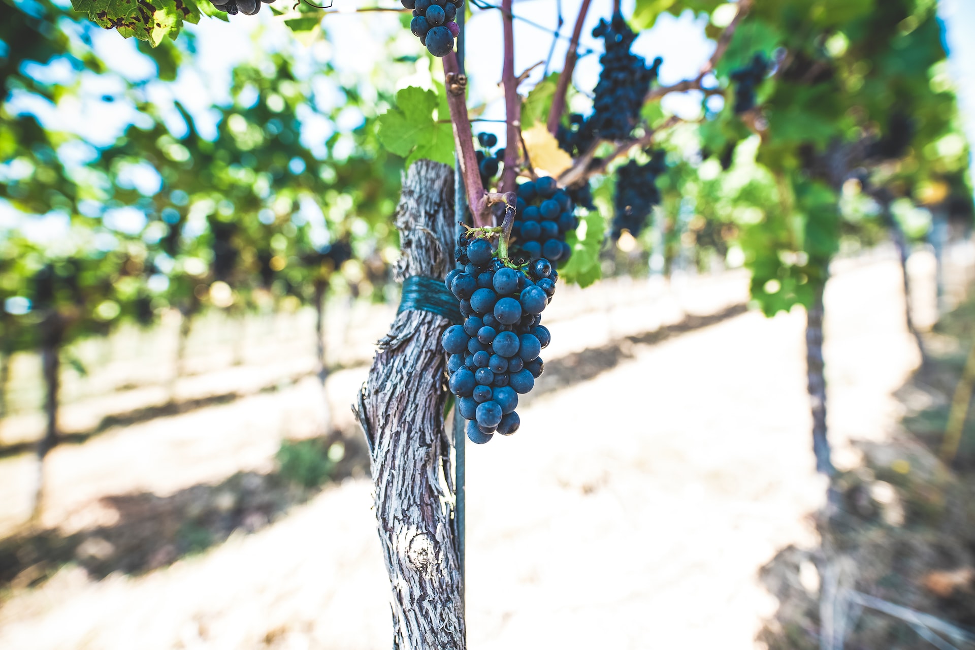 bunch of grapes on vine