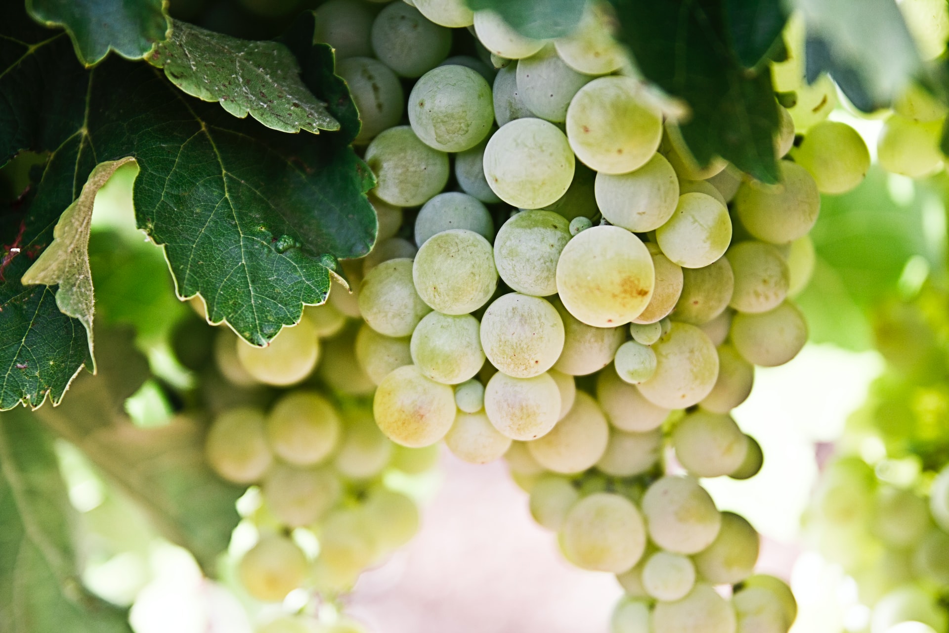 selective-focus photography of green grapes