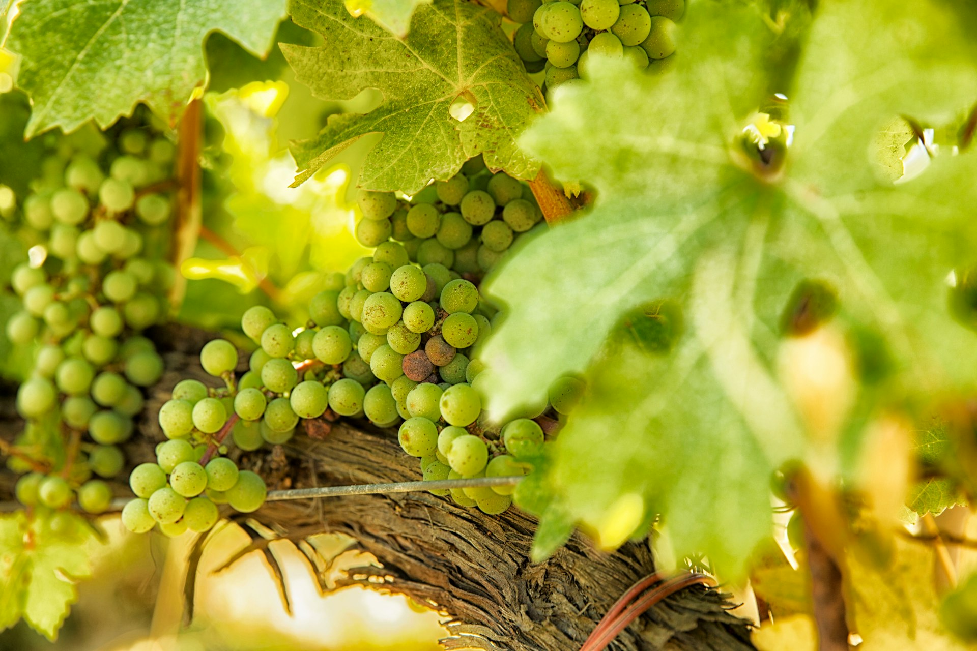 a bunch of green grapes hanging from a vine